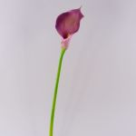 Fleur artificielle Calla TERESA, violet, 70cm, 10x18cm