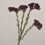 Fleur synthétique Strandflieder AYISHA, aspect séché, violet foncé, 65cm, 3,5x6cm