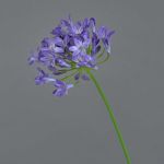 Agapanthe artificielle PHILINA, lilas, 75cm, Ø14cm