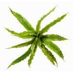 Plante décorative Fougère nid FRANNY, à planter, vert, 30cm, Ø30cm