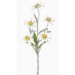 Fleur artificielle edelweiss SOPHIA, blanc, 40cm, Ø5-6cm