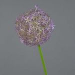 Allium artificiel SAMARA, violet, 75cm, Ø12cm
