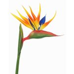 Fleur de Strelitzia artificielle LATIFA, orange-violet, 80cm, 17x20cm
