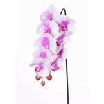 Branche d'orchidée Phalaenopsis artificielle ENISA, rose-blanc, 60cm, Ø7-8cm