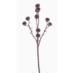 Branche d'eucalyptus décorative BASILIUS avec fruits, marron, 60cm