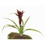 Fausse plante Guzmania ANELY, en fleurs, à planter, rouge, 40cm