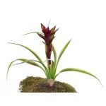 Fausse plante Guzmania ANELY, en fleurs, à planter, rouge, 40cm