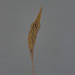 Fausse fleur Bulbinella TALUNA, marron clair, 65cm, Ø6cm