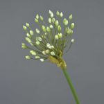 Allium ornemental artificiel KATYNA, crème, 70cm