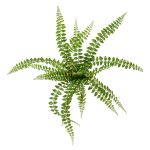 Plante décorative Fougère à boutons BELONA à planter, vert, 50cm