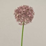 Fausse fleur Allium ARNAU, rose, 60cm