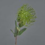 Künstliche Nadelkissen Protea BAILY, grün, 55cm, Ø10cm