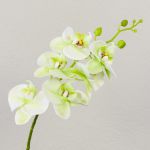 Branche d'orchidée Phalaenopsis artificielle OPHELIA, crème-vert, 80cm, Ø8-9cm
