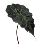 Feuille artificielle Alocasia Sanderiana ALEPU, vert, 65cm