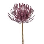 Fleur décorative Leucospermum Protea ZIRMO, lilas, 50cm