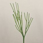 Plante artificielle « crayon » BENEDETTO, verte, 50 cm