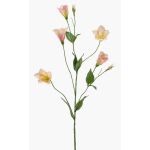 Branche artificielle Lisianthus PAZAN, rose-crème, 70cm, Ø3-5cm