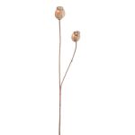 Branche artificielle Capsules de pavot ORIONLA, brun clair, 65cm, Ø3,5-4cm