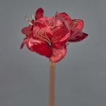 Samt Amaryllis Kunstblume KIRSTY, rot, 70cm, Ø13-15cm