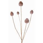 Branche de capsules de pavot artificielle FILOMELA, marron clair, 75cm, Ø2-3,5cm