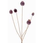 Branche artificielle de capsules de pavot FILOMELA, marron foncé, 75cm, Ø2-3,5cm