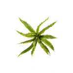 Plante décorative Fougère nid FRANNY, à planter, vert, 30cm, Ø30cm