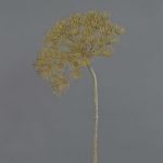 Fausse fleur Berce du Caucase ANSARI, marron, 80cm, Ø22cm