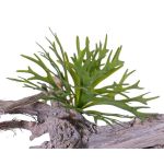 Fausse fougère corne d'élan TENUK à planter, vert, 20cm, Ø30cm