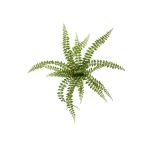 Plante décorative Fougère à boutons BELONA à planter, vert, 50cm
