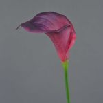 Künstliche Calla DAISCHI, violett-pink, 70cm, 11x14cm
