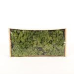 Mousse naturelle islandaise SVEINBJÖRN, vert, 500g
