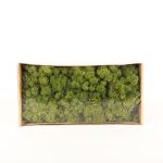 Mousse d'Islande naturelle SVEINBJÖRN, vert prairie, 500g