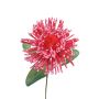 Leucospermum Protea décoratif ISLARTINA, rouge-fuchsia, 75cm