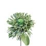 Leucospermum Protea décoratif ISLARTINA, vert-bleu, 75cm