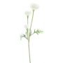 Branche artificielle Renoncule TRITO, crème, 35cm