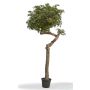 Érable du Japon décoratif KIMKA, tronc naturel, vert-rouge, 275cm - Made in Italy