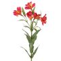 Rameau décoratif de lys des Andes AUBERTA, fuchsia-jaune, 75cm, Ø6cm