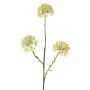 Rameau décoratif d'Allium ALIKIO, blanche, 65cm, Ø7cm