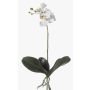 Fausse orchidée Phalaenopsis FAO à planter, blanc, 45cm