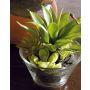 Composition de plantes succulentes artificielles TIMOTHY dans un bocal, vert, 18cm