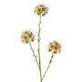 Branche d'allium synthétique ZEBU, crème, 65cm, Ø7cm