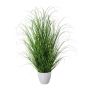 Herbe décorative Pennisetum KIVRA en pot décoratif, vert, 75cm