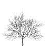 Branche décorative Gorgone STRAVO, noir, 45cm