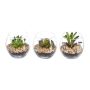 Arrangement de plantes succulentes artificielles WINKS dans un verre, 3 pièces, vert, 7cm, Ø7,5cm