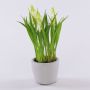 Fleur décorative Muscari NARMADA dans un pot en ciment, blanc, 20cm