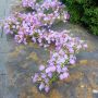 Guirlande artificielle Gypsophile LITAGO, rose-violet, 180cm