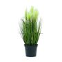 Herbe à plumes décorative TIMEA avec panicules, vert, 60cm