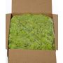 Mousse d'Islande naturelle SVEINBJÖRN, vert clair, 5 kg