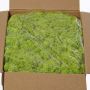 Mousse d'Islande naturelle vert clair SVEINBJÖRN, 5kg