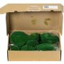 Mousse en plaques naturelle SEETHA, verte, 800g, 0,15 m², 0,15m
